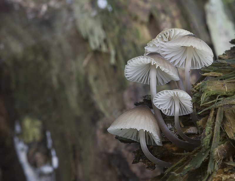 Mycena abramsii